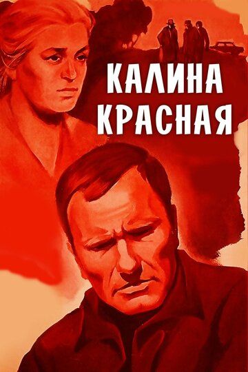 Qizil bodrezak / Qizil Kalina